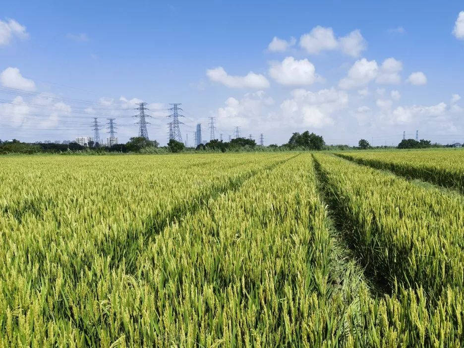 土地制度破局与重构：解锁乡村振兴的"造血密码"