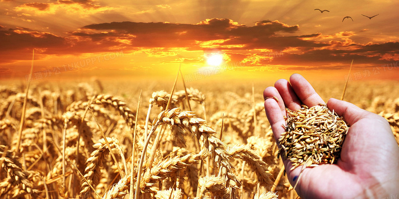 端牢中国饭碗！种业振兴，我们离“芯片”自主还有多远？